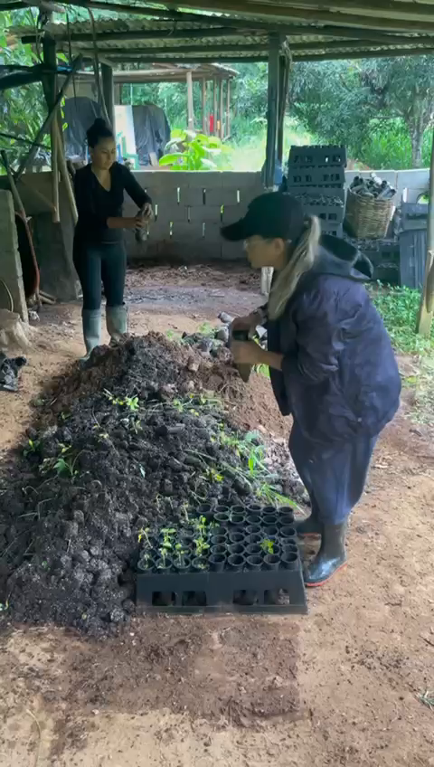 Rainy days here, but productive ones for Iracambi. Today's work was carried out in the nursery, the process of disposing of seedlings and reusing the soil for later preparation. Seedlings that do not meet the quality criteria are carefully removed from the nurseries. This disposal can occur for various reasons. To maximize the efficiency and sustainability of reforestation, the soil in which the seedlings were initially grown undergoes a revitalization process. Responsible disposal of seedlings and reuse of the soil are essential steps in reforesting the Atlantic Forest.