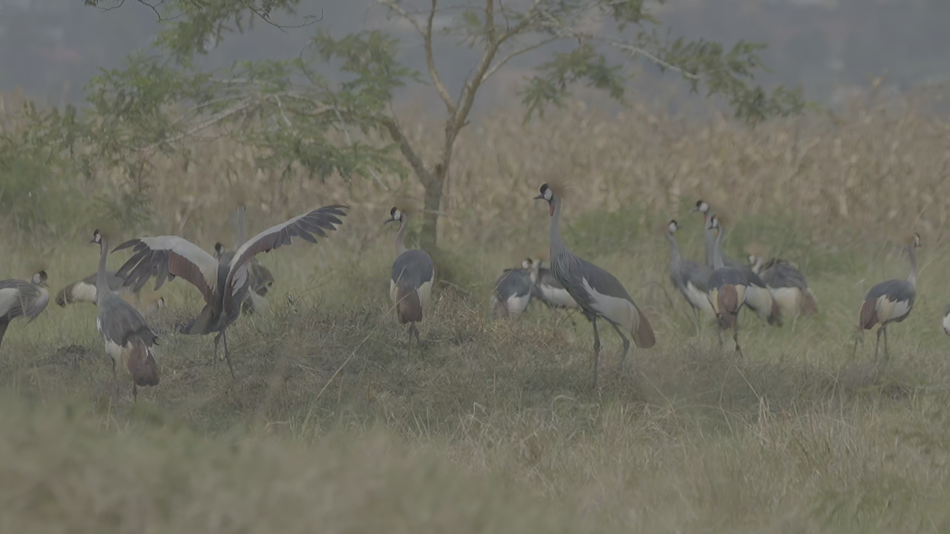 Take a look at this nice video of a flock of Grey Crowned Cranes in Rwanda! We typically refer to a group of Grey Crowned Cranes as a "flock" when we see at least six cranes together. 

How many do you see? Share your guesses in the comments!