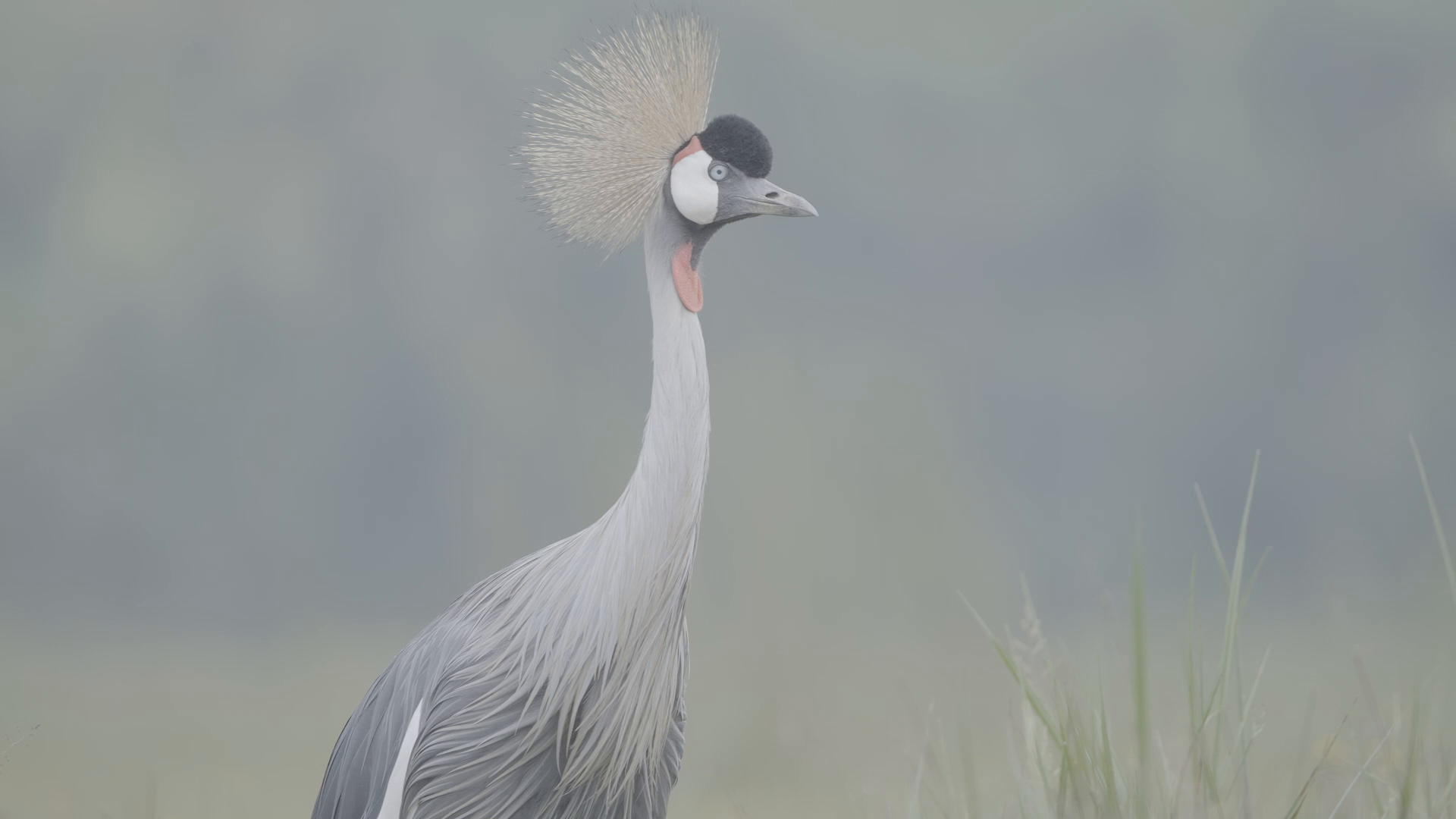 On this Valentine’s Day, take a moment to enjoy this cute crane family. Through their movements and dance, they show love, comfort, and connection.

Happy Valentine's Day from nature!
