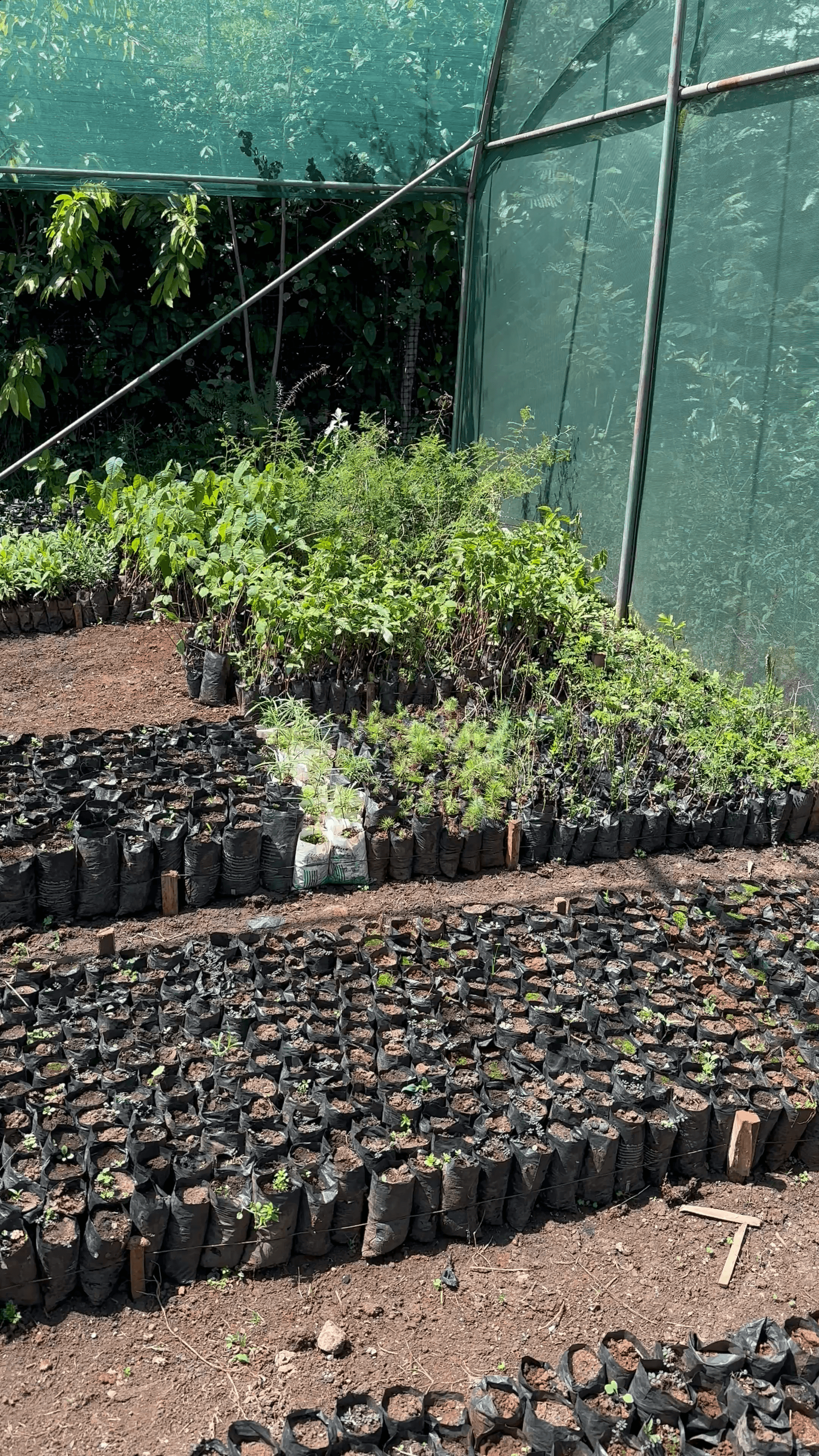 This season we hope to do 21000 seedlings that will go towards Miyawaki Forests and also make available a wider range of indigenous tree species that are hard to access. 🌳🌳🌳

With the availability of water 💧 to grow the seedlings 🌱 it will now be possible to sustain them. 