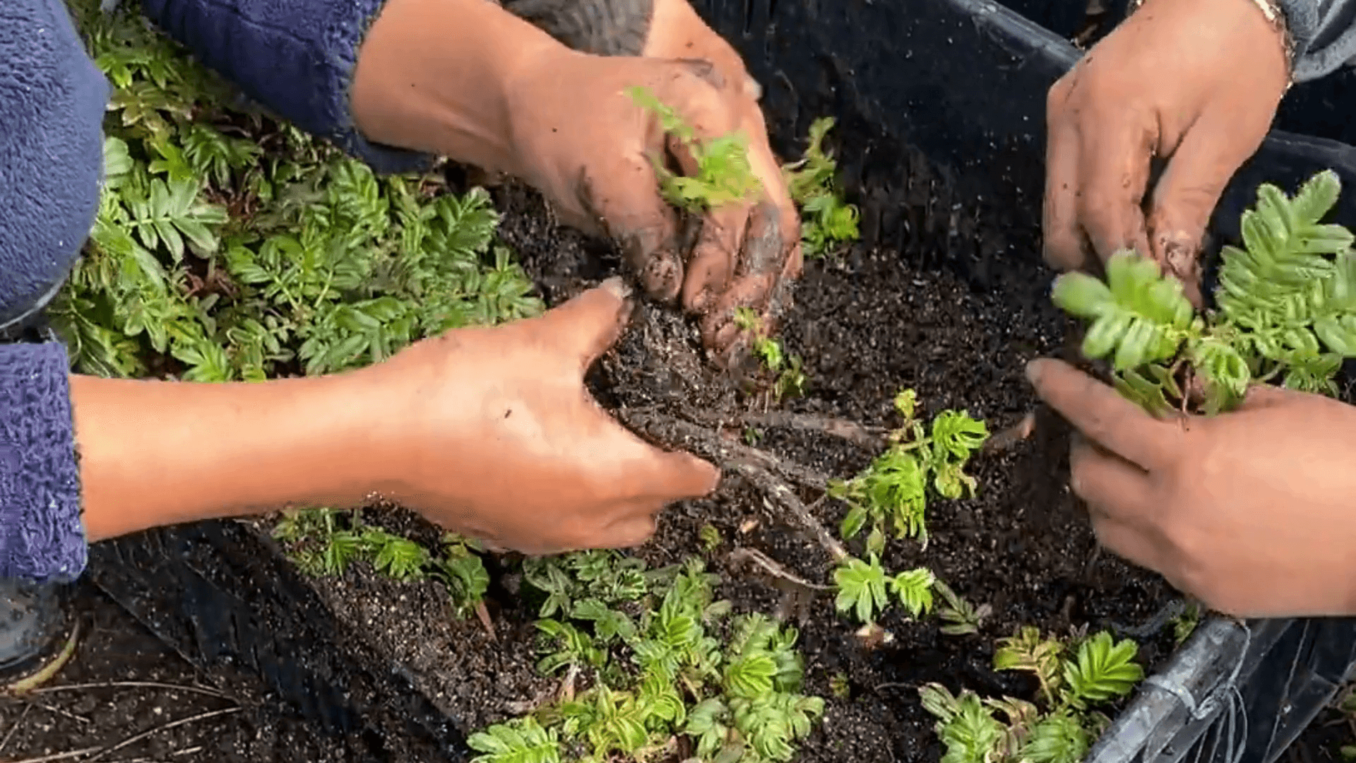 En lo alto de los Andes, donde el frío abraza la tierra, las comunidades soñaron con devolverle la vida al páramo. Día tras día, con manos firmes y corazones cálidos, sembraron esperanza. Hoy ese sueño florece: un millón de árboles nativos cubren nuevamente las montañas. Cada brote de Polylepis cuenta una historia de unión, esfuerzo y amor por el agua. No es solo un millón de árboles, es la fuerza de comunidades que hacen renacer la vida. Porque al sembrar, también sembramos futuro para todos.