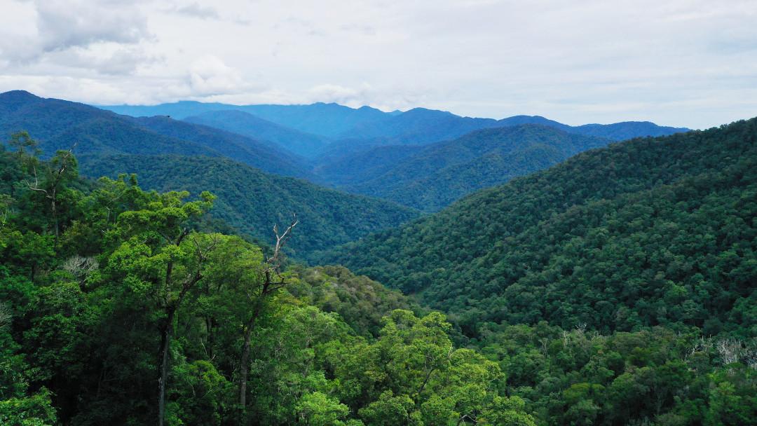 Leuser rainforest