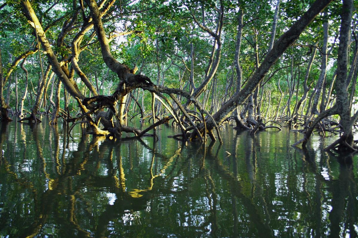 Mangrove forest with twisted tree trunks and branches reflected in calm water, creating a mysterious atmosphere.