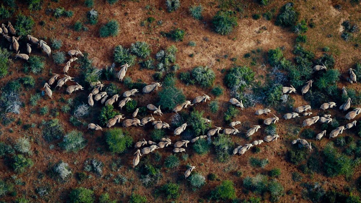 Aerial view of elephant herd migrating across arid savanna landscape with scattered vegetation and rocky terrain.