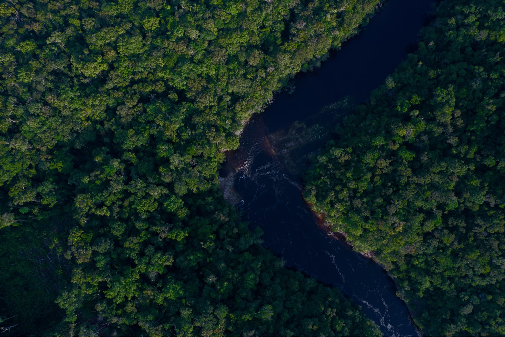 River running through forest