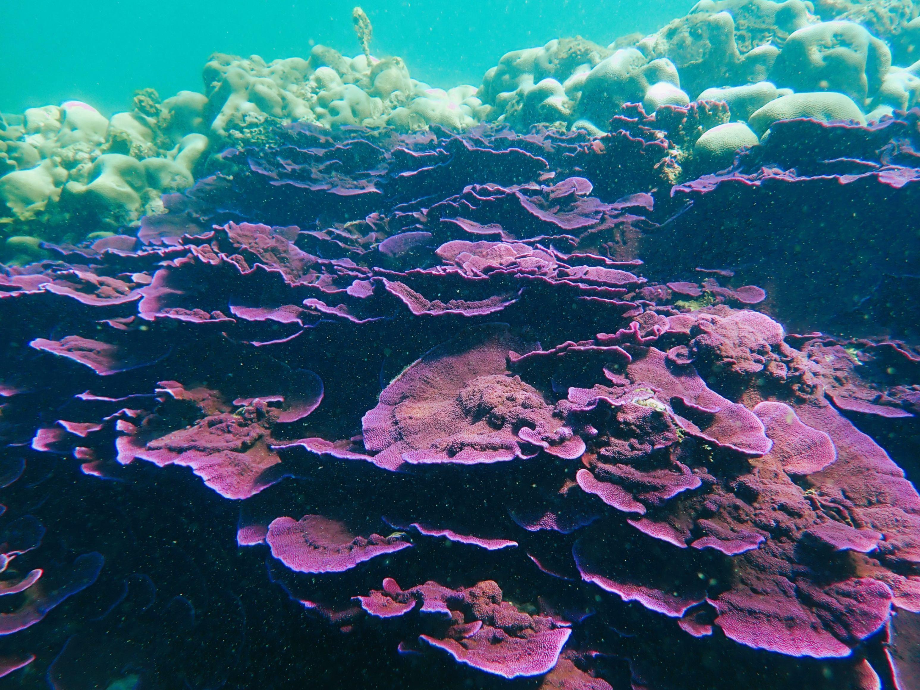 Vibrant underwater scene of purple coral reef formations against turquoise water, showcasing marine biodiversity and ecosystem health.