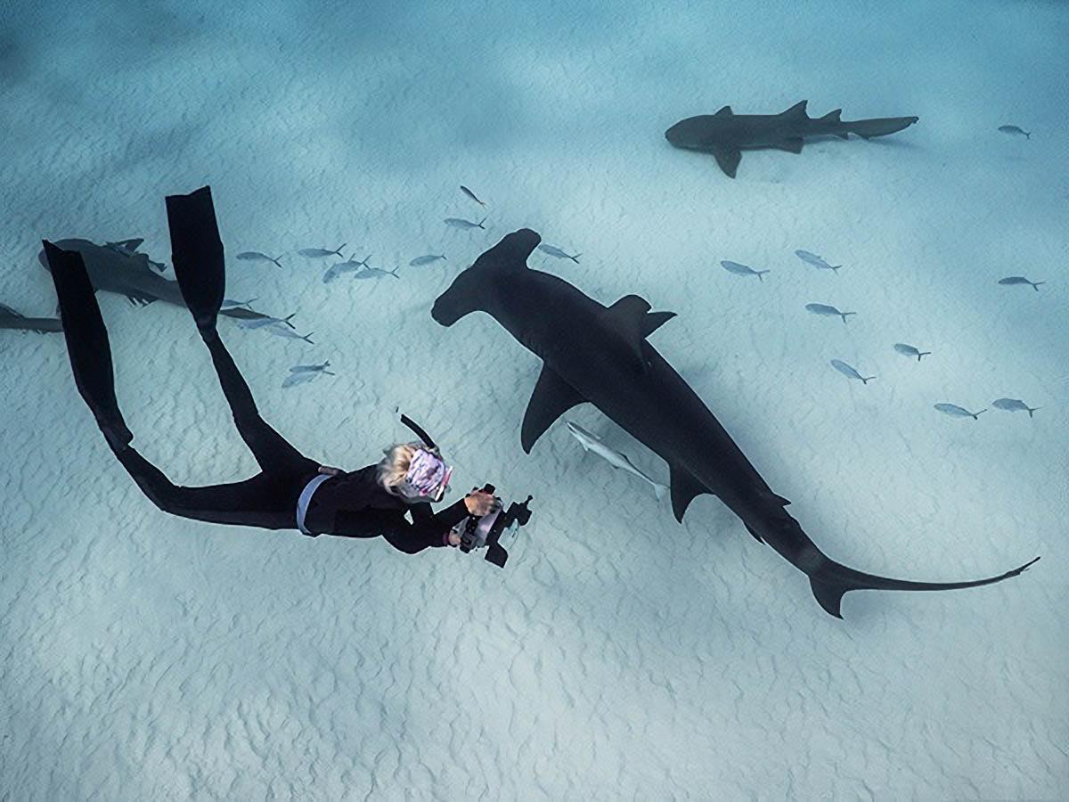 Diver swimming near large hammerhead shark in clear blue ocean water, surrounded by smaller fish.