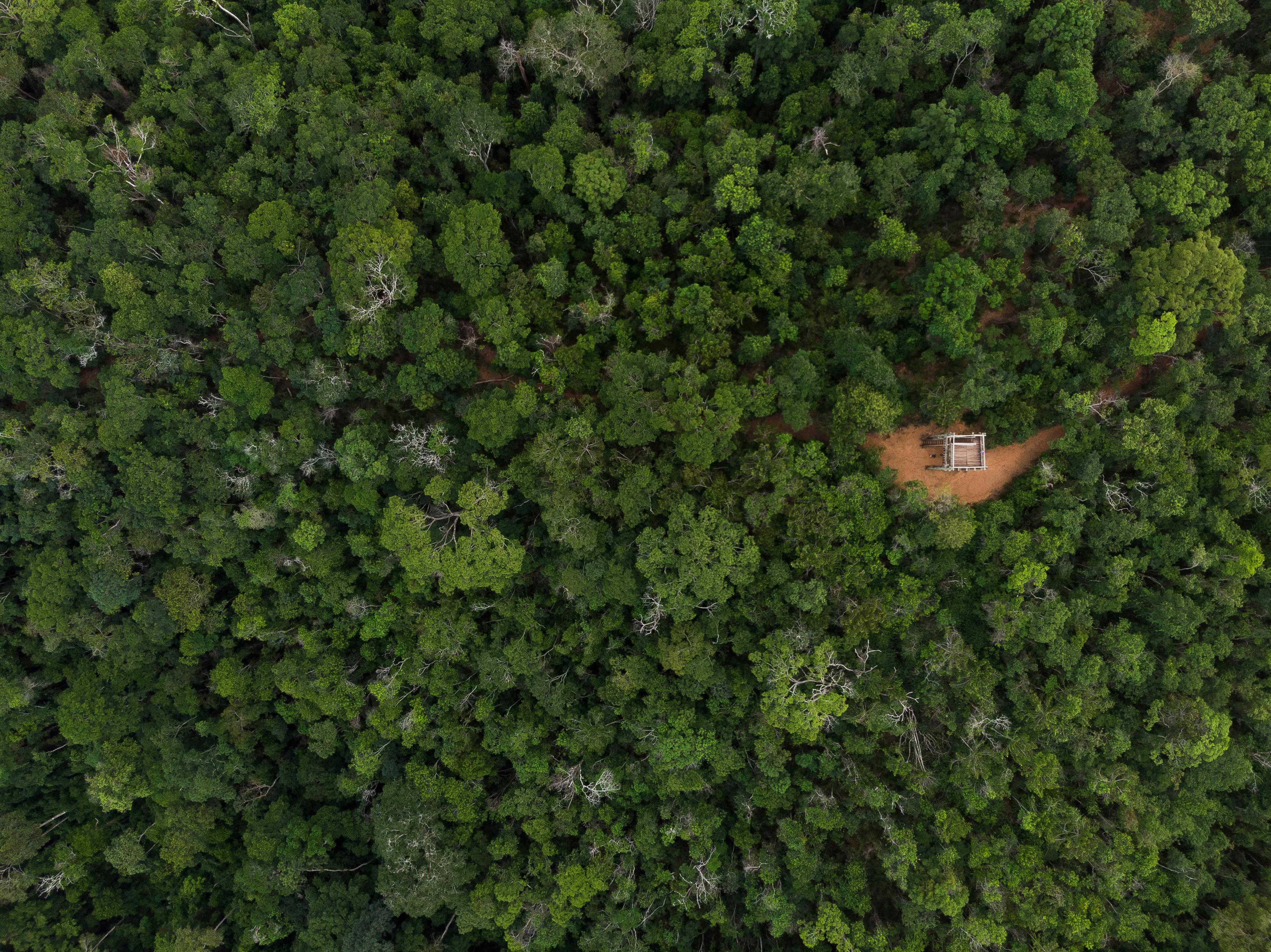 Rain forest