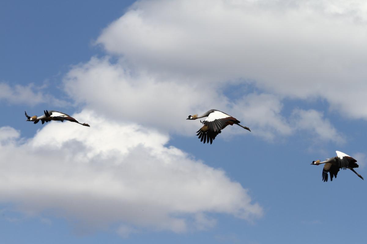 Three cranes in flight against a cloudy sky, wings outstretched as they soar through the air.